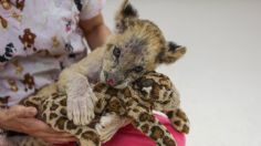 FOTOS: hallan a cachorro león herido por sus dueños; curan al felino en el zoológico de Mérida