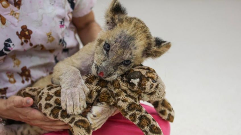 FOTOS: hallan a cachorro león herido por sus dueños; curan al felino en el zoológico de Mérida