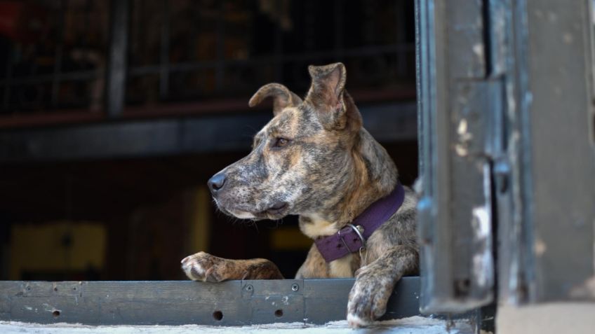 Ladrón roba la casa de un adulto mayor y sus perritos lo persiguen, así fue detenido