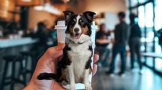 Perrito duerme cómodamente en las bancas de Starbucks y se va para regresar con su amigo | VIDEO