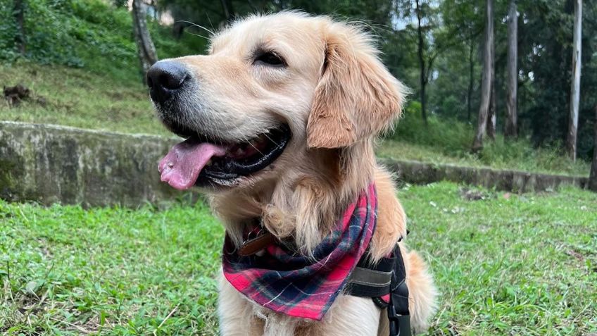 Él es “Felipe”, el perrito influencer que se volvió vocero de Jalisco para evitar el maltrato animal