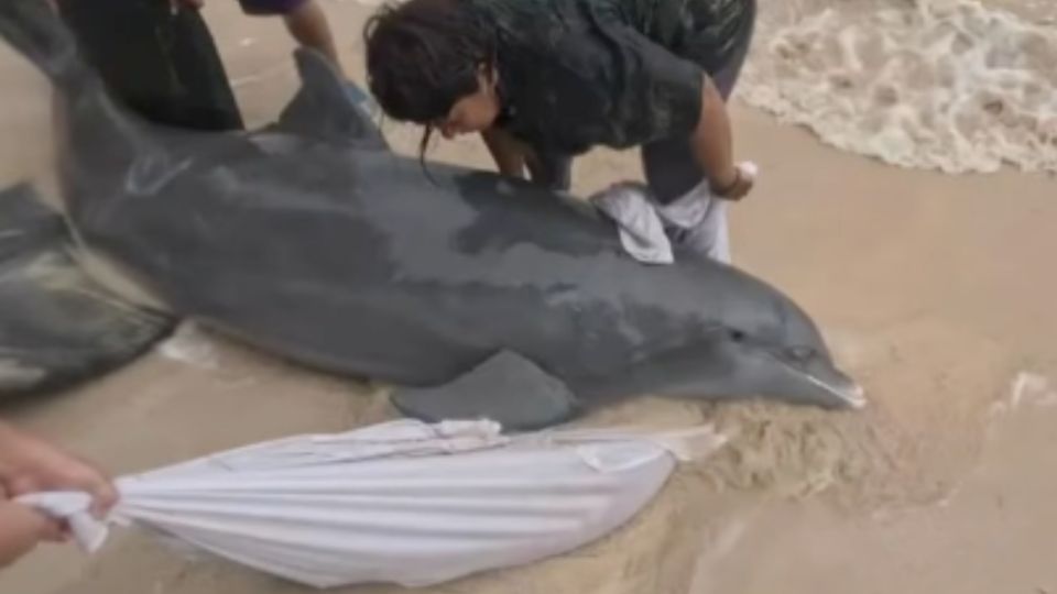 Pobladores rescataron un delfín nariz de botella que se encontraba varado en la playa Mahahual, en Quintana Roo