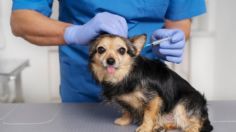 Lanzan vacuna que esteriliza a los perros: ¿cuándo sale a la venta?