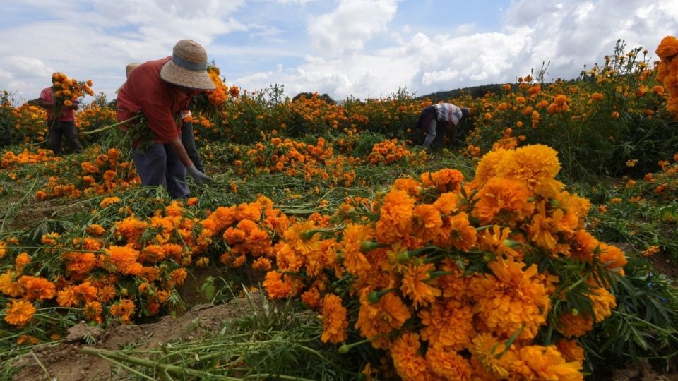 'Aún así tenemos buenas expectativas”