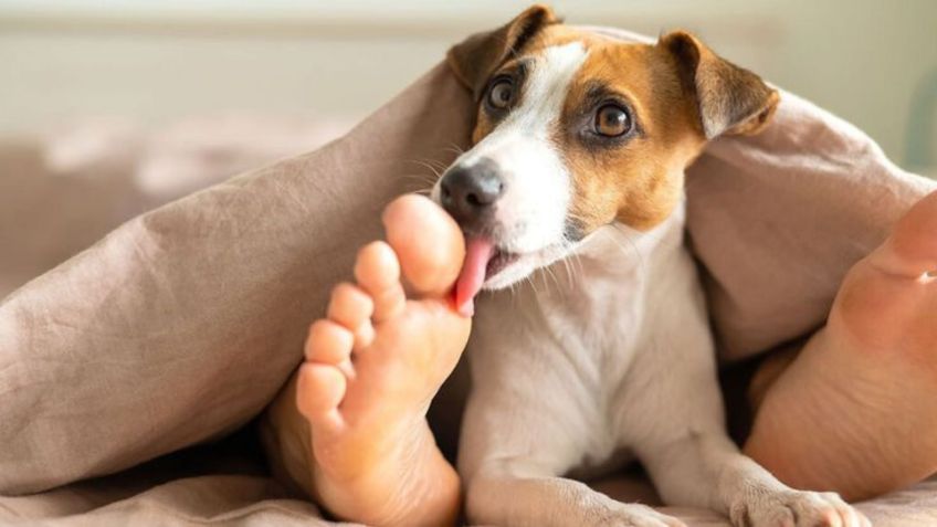 Toma aire antes de conocer el significado de que tu perro de lama los pies