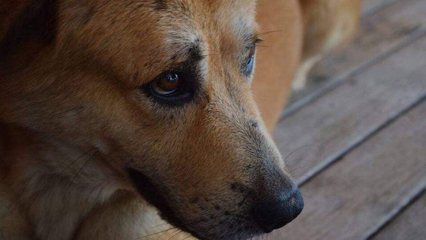 VIDEO: niño de 9 años entra a una veterinaria, mata a 23 animales y los mutila, no será condenado