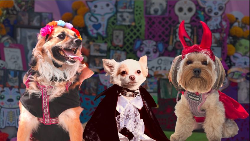 Mictlánimal, la MEGA OFRENDA en CDMX donde podrás dejar la foto de tus mascotas | Fechas, horarios y actividades