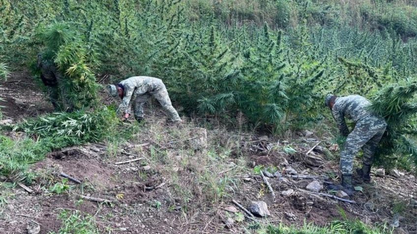 Destruyen más de mil plantíos con amapola y marihuana en Guerrero