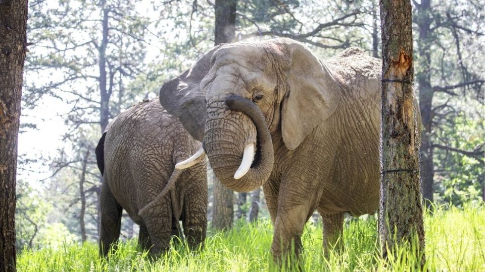 Cinco residentes de un zoológico en Colorado podrían demandar a este lugar.