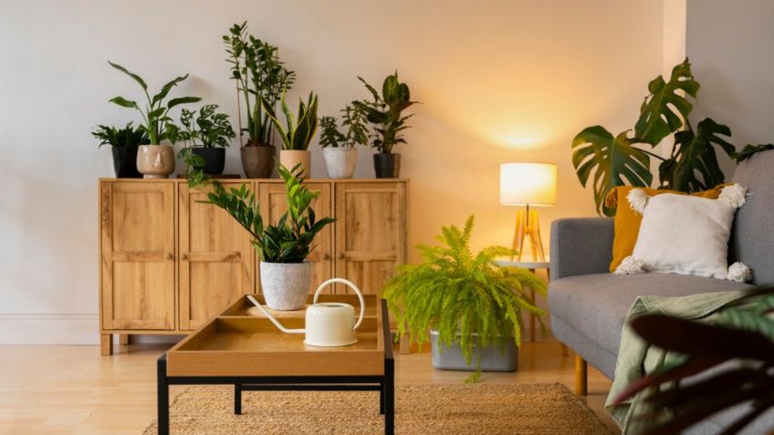 Descubre las plantas ideales para principiantes que no necesitan luz