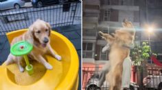 Tierno perrito lleva su dueña al parque para un paseo en columpio: VIDEO