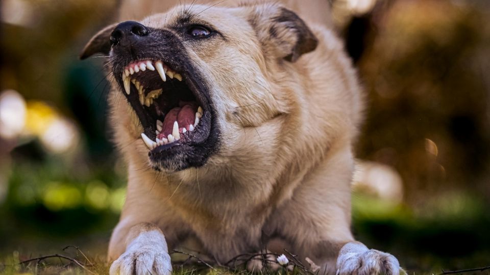 El perro no ha sido encontrado.