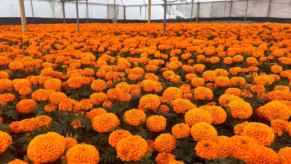 Este año bajaron las ventas de la flor.