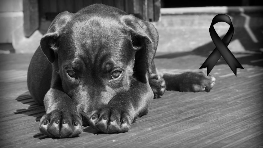 Justicia para Panchito: joven agredió con un machete a perrito en Chimalhuacán y tuvieron que sacrificarlo