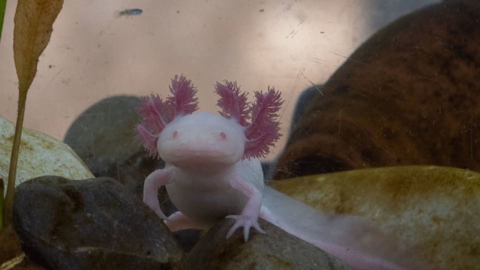 Esta especie ha visto su población disminuida en los canales de Xochimilco en los últimos años.