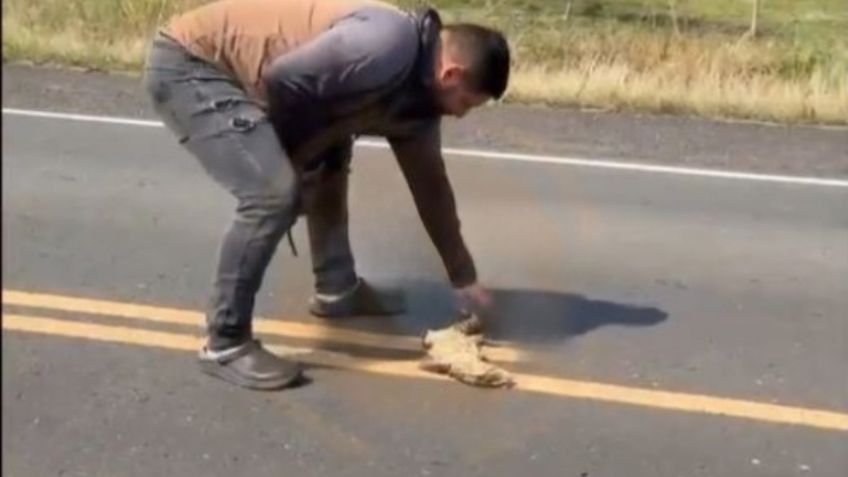 IMÁGENES FUERTES: automovilista atropella a un hombre que intentó rescatar a un lagarto en la carretera