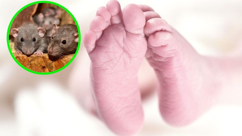 Maltrato infantil: bebé es atacado por ratas en su cuna, casi fue devorado vivo y quedó desfigurado