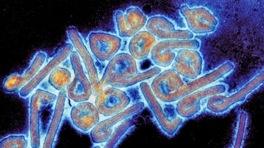 Virus de Marburgo: ¿cómo se contagia y ataca a las personas cuyas muertes aumentan?