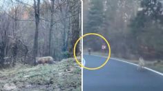 VIDEO: Lobos persiguen a ciclista en una carretera hasta que el conductor de un Tesla logra salvarlo de un ataque