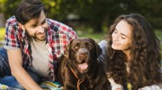 6 de cada 10 perros y gatos padecen sobrepeso y ¡el 90% de los dueños no lo sabe!