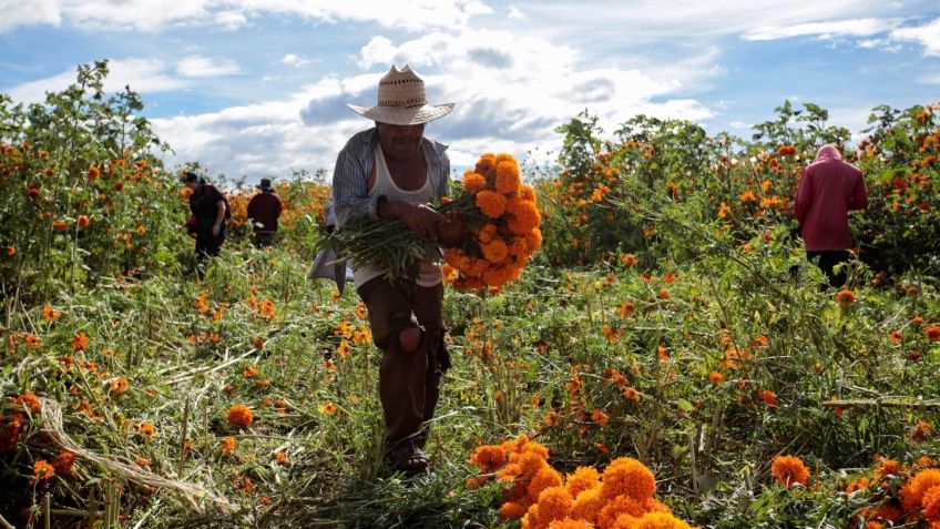 Productores de cempasúchil tirarán entre el 30 y 40 por cierto de su cultivo, ¡cómprales!