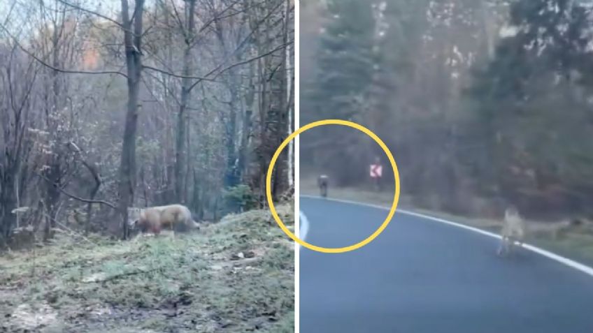 VIDEO: Lobos persiguen a ciclista en una carretera hasta que el conductor de un Tesla logra salvarlo de un ataque