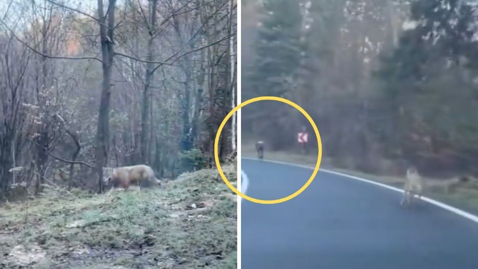 Los animales fueron vistos por el conductor del vehículo, que consiguió ahuyentarlos.