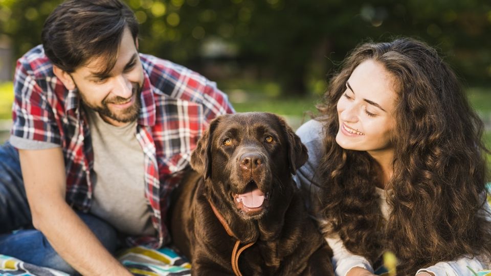 Los dueños de mascotas deben cuidar que estas no padezcan sobrepeso por mala alimentación