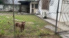 Pitbull ataca a 3 estudiantes al interior de una secundaria en Monterrey