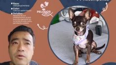 "Que los malos no ganen": ofrece recompensa para encontrar a "Choco", su perrito perdido