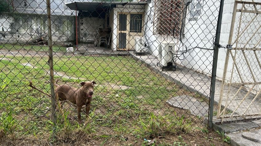 Pitbull ataca a 3 estudiantes al interior de una secundaria en Monterrey