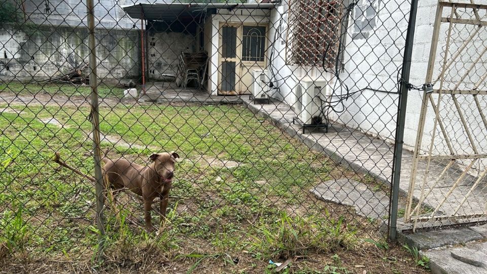 El pitbull será entregado al personal de Bienestar Animal.