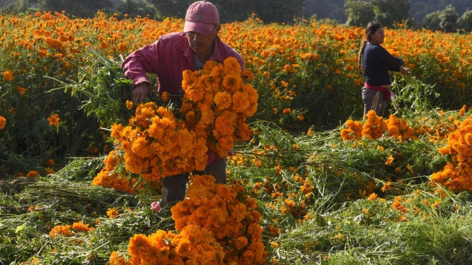 Mujeres y hombres desde muy temprana hora se encuentran trabajando en el corte de flor de cempasúchil.