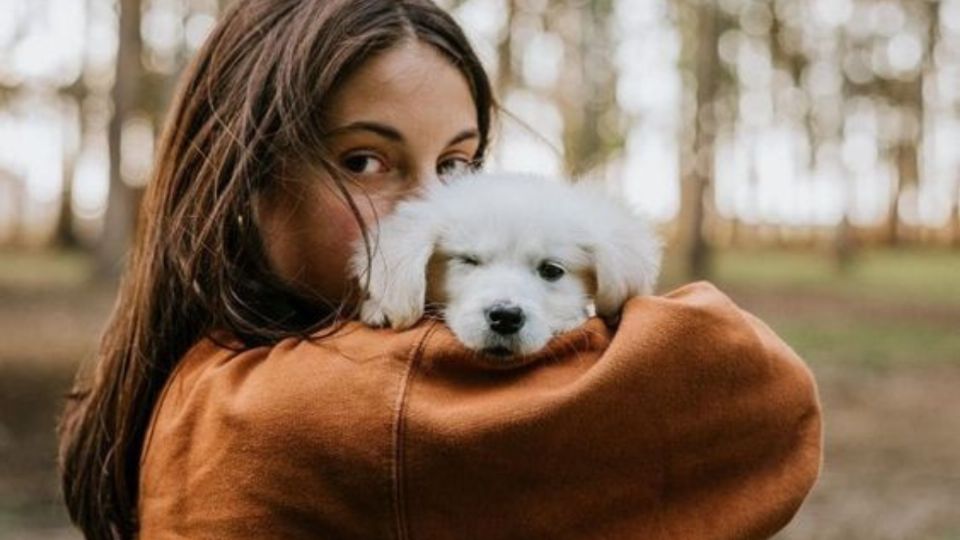 Veterinarios lanzan advertencia sobre una nueva plaga que afecta a las mascotas. Fuente: Pintertest