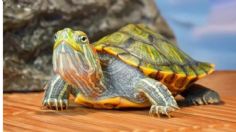 Cuántos años vive una tortuga pequeña, según expertos