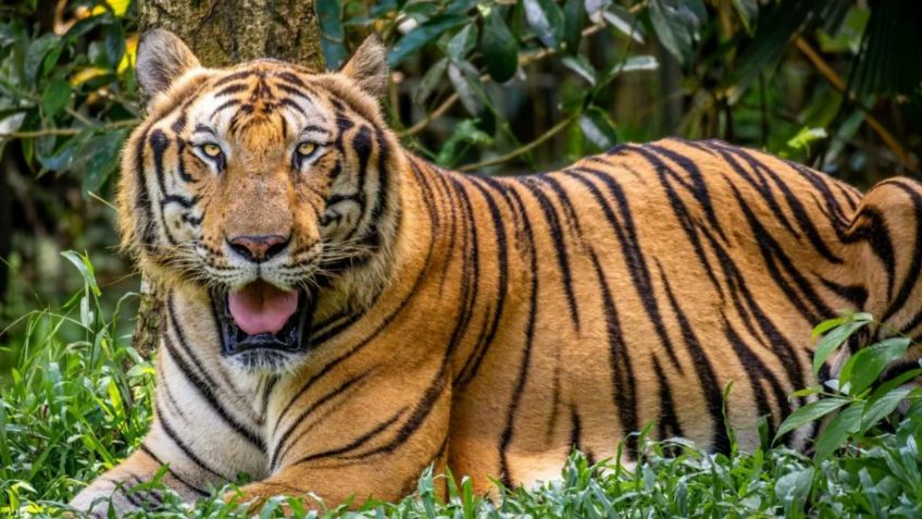 Mueren veinte tigres a causa de la gripe aviar