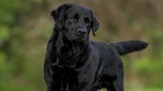 Cuántos años vive un perro de raza labrador negro, según especialistas