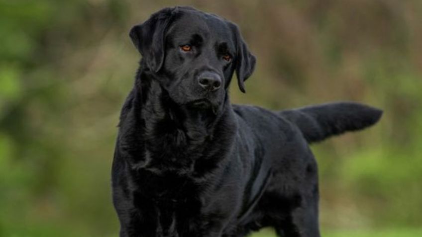 Cuántos años vive un perro de raza labrador negro, según especialistas