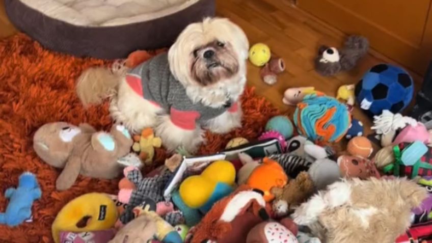 Perrito hace berrinche porque no quiere donar sus juguetes: VIDEO