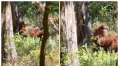 VIDEO: excursionistas graban a supuesto pie grande, es la imagen más nítida hasta ahora