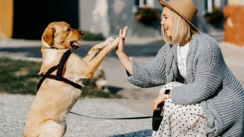 Un experimento reveló los secretos para entrenar a un perro de la mejor manera