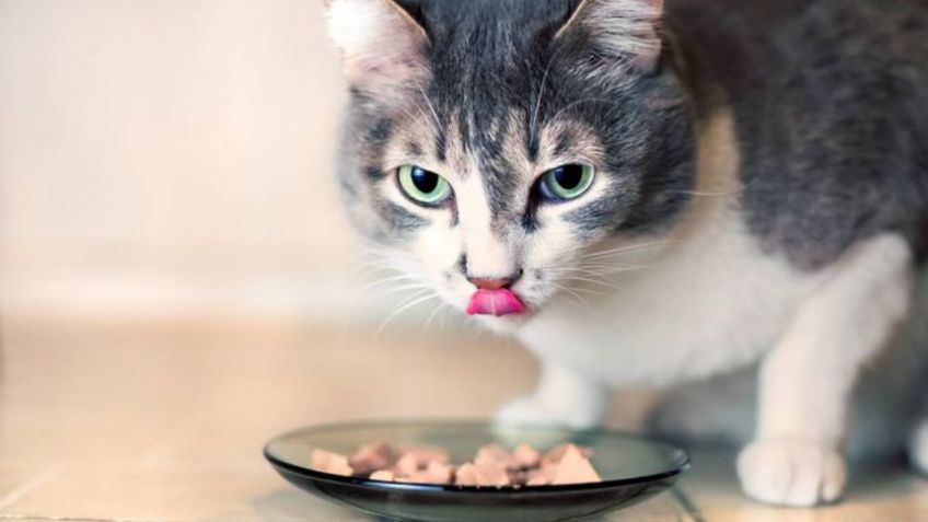 Qué tan saludable es el atún para los gatos