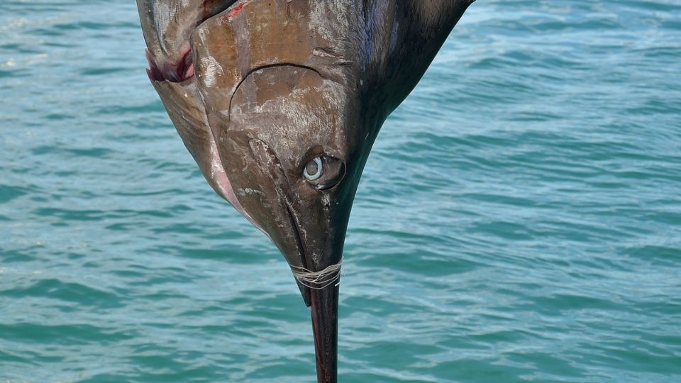 Operadores turísticos capturaron un marlín joven en una zona protegida de Cabo San Lucas.