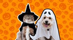 Halloween: estos son los mejores disfraces para tu mascota en estas épocas de terror