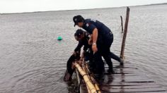 Rescatan a perrito de una terrible muerte; fue amarrado en el muelle durante la llegada del huracán Milton