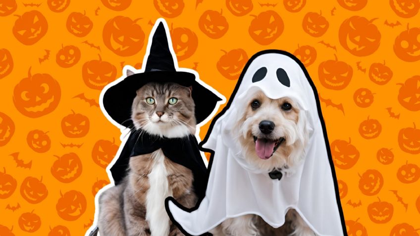 Halloween: estos son los mejores disfraces para tu mascota en estas épocas de terror