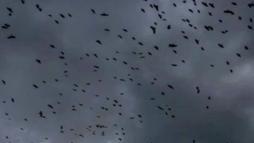 Cazahuracanes capta a miles de aves atrapadas en el OJO del huracán Milton categoría 5