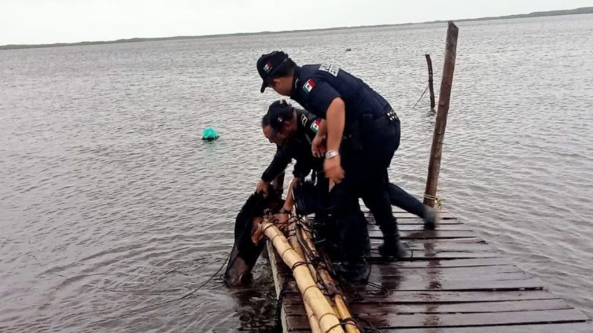 Rescatan a perrito de una terrible muerte; fue amarrado en el muelle durante la llegada del huracán Milton