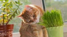 Dile adiós a estas plantas: las plantas peligrosas para tus gatos que debes quitar de tu hogar