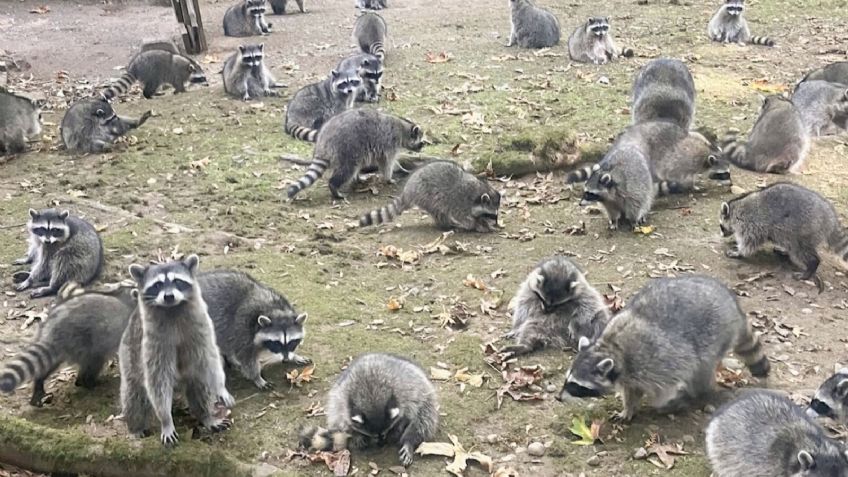 Una mujer alimentó mapaches; la noticia corrió en "país mapache" y cien de ellos rodearon su casa para exigir comida